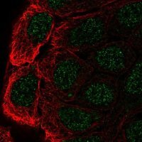 Anti-CBLC antibody produced in rabbit 