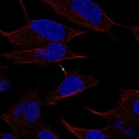Anti-CBLN4 antibody produced in rabbit 