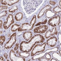 Anti-CBWD1 antibody produced in rabbit 
