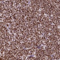 Anti-CBY3 antibody produced in rabbit 