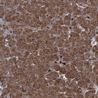 Anti-CCDC102A antibody produced in rabbit 