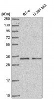 Anti-CCDC107 antibody produced in rabbit HPA050442-100UL