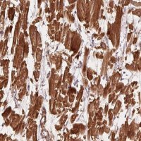 Anti-CCDC112 antibody produced in rabbit 