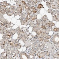 Anti-CCDC129 antibody produced in rabbit 