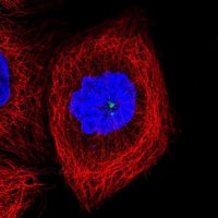 Anti-CCDC14 antibody produced in rabbit 