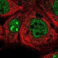 Anti-CCDC148 antibody produced in rabbit 
