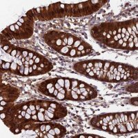 Anti-CCDC15 antibody produced in rabbit 