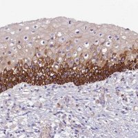 Anti-CCDC157 antibody produced in rabbit 
