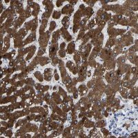 Anti-CCDC171 antibody produced in rabbit 