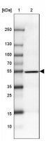 Anti-CCDC173 antibody produced in rabbit 