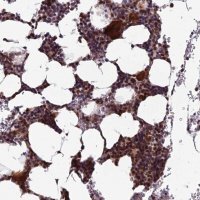 Anti-CCDC183 antibody produced in rabbit 