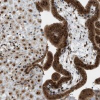 Anti-CCDC186 antibody produced in rabbit 