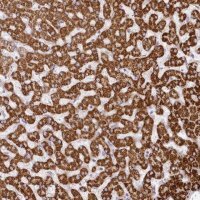 Anti-CCDC30 antibody produced in rabbit