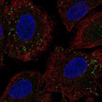 Anti-CCDC65 antibody produced in rabbit HPA057573-100UL