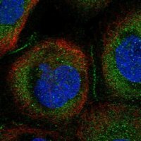 Anti-CCDC66 antibody produced in rabbit 