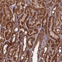 Anti-CCDC8 antibody produced in rabbit 