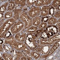 Anti-CCDC81 antibody produced in rabbit 
