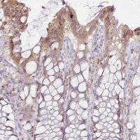 Anti-CCL1 antibody produced in rabbit 