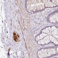 Anti-CCL25 antibody produced in rabbit 