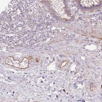 Anti-CCNI2 antibody produced in rabbit 
