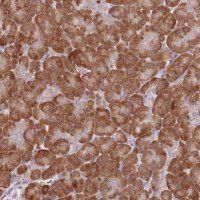 Anti-CCNJL antibody produced in rabbit HPA049970-100UL