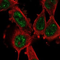 Anti-CCNL1 antibody produced in rabbit 