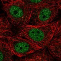 Anti-CCNL2 antibody produced in rabbit 