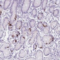 Anti-CCNO antibody produced in rabbit 