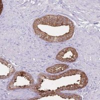Anti-CCNO antibody produced in rabbit 