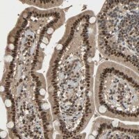 Anti-CCNT2 antibody produced in rabbit