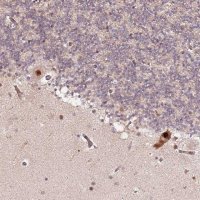 Anti-CCNYL1 antibody produced in rabbit 