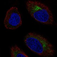 Anti-CCR10 antibody produced in rabbit 
