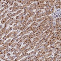 Anti-CCZ1 antibody produced in rabbit 