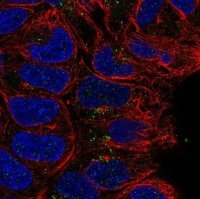 Anti-CD24 antibody produced in rabbit 