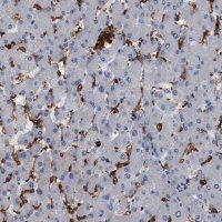 Anti-CD300A antibody produced in rabbit 