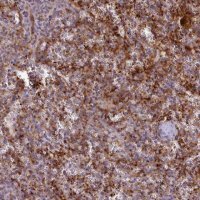 Anti-CD300LF antibody produced in rabbit 