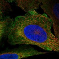 Anti-CD48 antibody produced in rabbit 