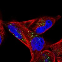 Anti-CD82 antibody produced in rabbit 