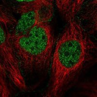 Anti-CDC14B antibody produced in rabbit 