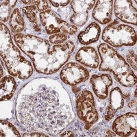 Anti-CDC16 antibody produced in rabbit 