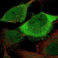 Anti-CDC20 antibody produced in rabbit 