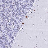 Anti-CDC26 antibody produced in rabbit 