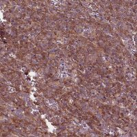 Anti-CDC42 antibody produced in rabbit 