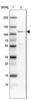 Anti-CDC5L antibody produced in rabbit HPA006302-100UL