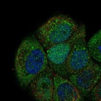 Anti-CDC6 antibody produced in rabbit 