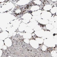 Anti-CDCA5 antibody produced in rabbit 
