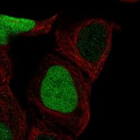 Anti-CDCA5 antibody produced in rabbit 