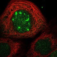 Anti-CDCA7L antibody produced in rabbit 