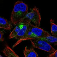 Anti-CDH15 antibody produced in rabbit 