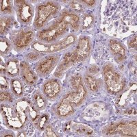Anti-CDH7 antibody produced in rabbit 